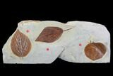 Three Detailed Fossil Leaves - Glendive Montana #99446-2